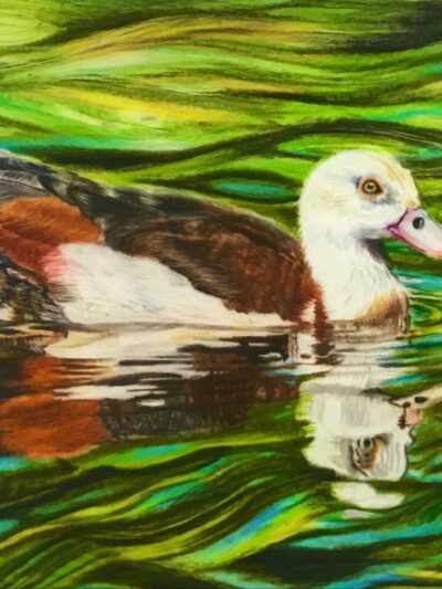 Duck in the pond -- Print