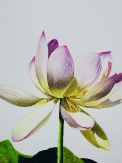 Draw a Realistic Lotus Flowere in Coloured Pencil | A Step by Step tutorial