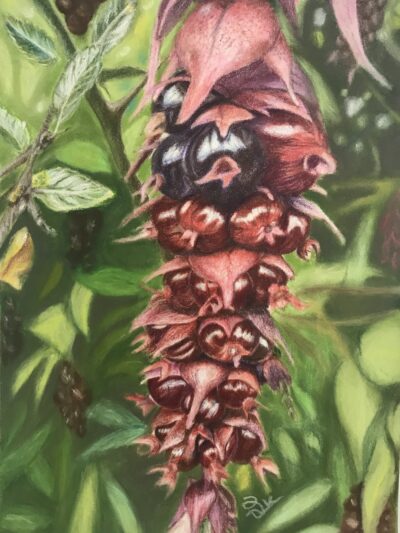 Himalayan Honeysuckle -- Print