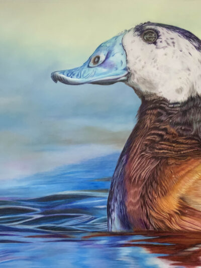 White-Headed Duck -- Print