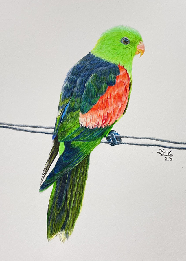 Parrot-smaller