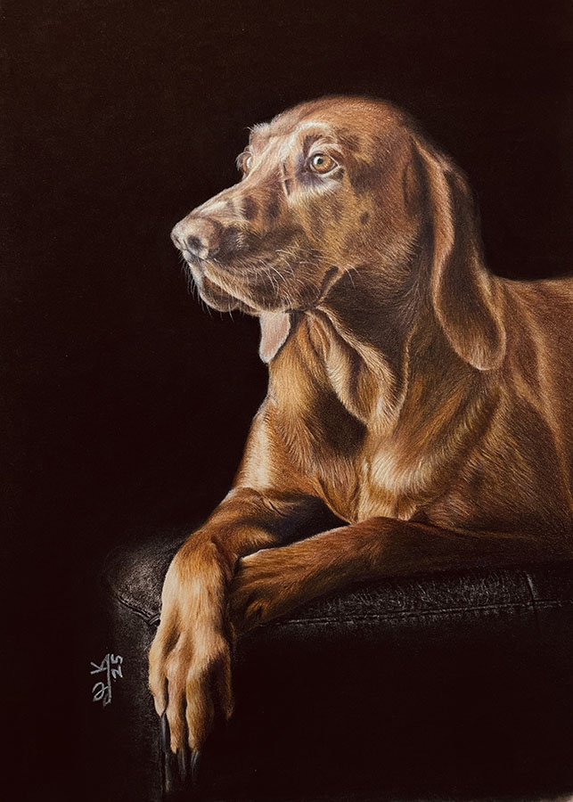 Vizsla - smaller