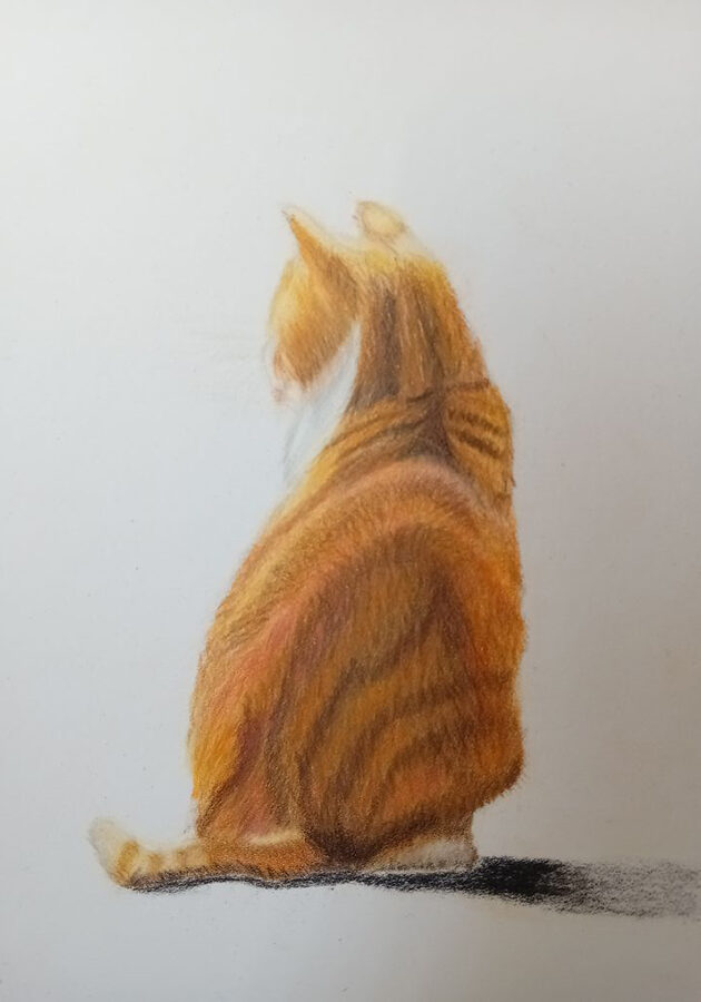 Margi-ginger cat smaller